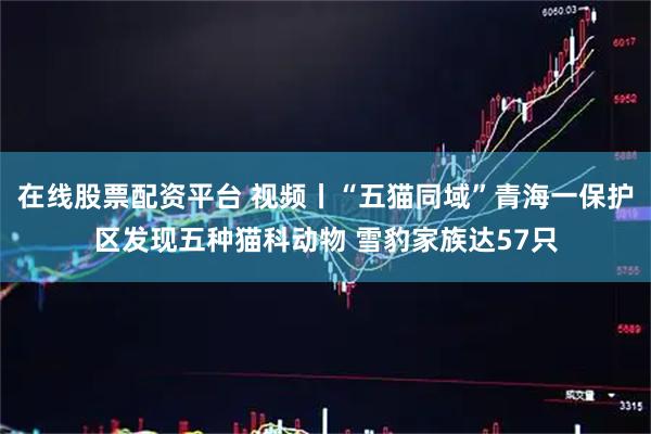 在线股票配资平台 视频丨“五猫同域”青海一保护区发现五种猫科动物 雪豹家族达57只